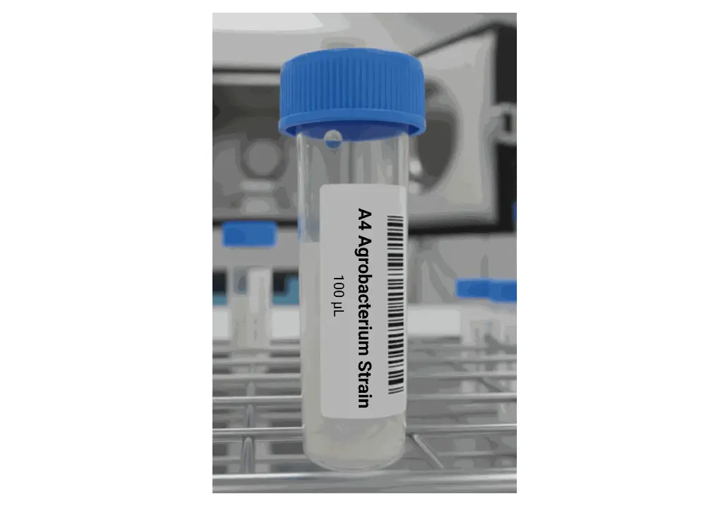 A4 AGROBACTERIUM STRAIN